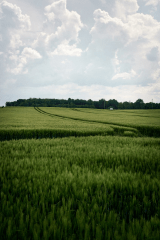 Placeholder Image 2
