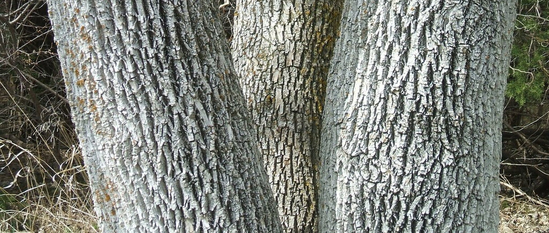 fraxinus ash bark extract
