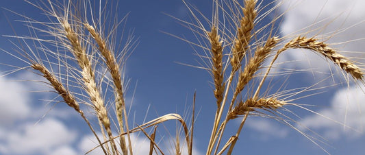 hydrolyzed wheat flour