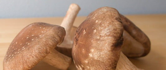 shiitake mushroom