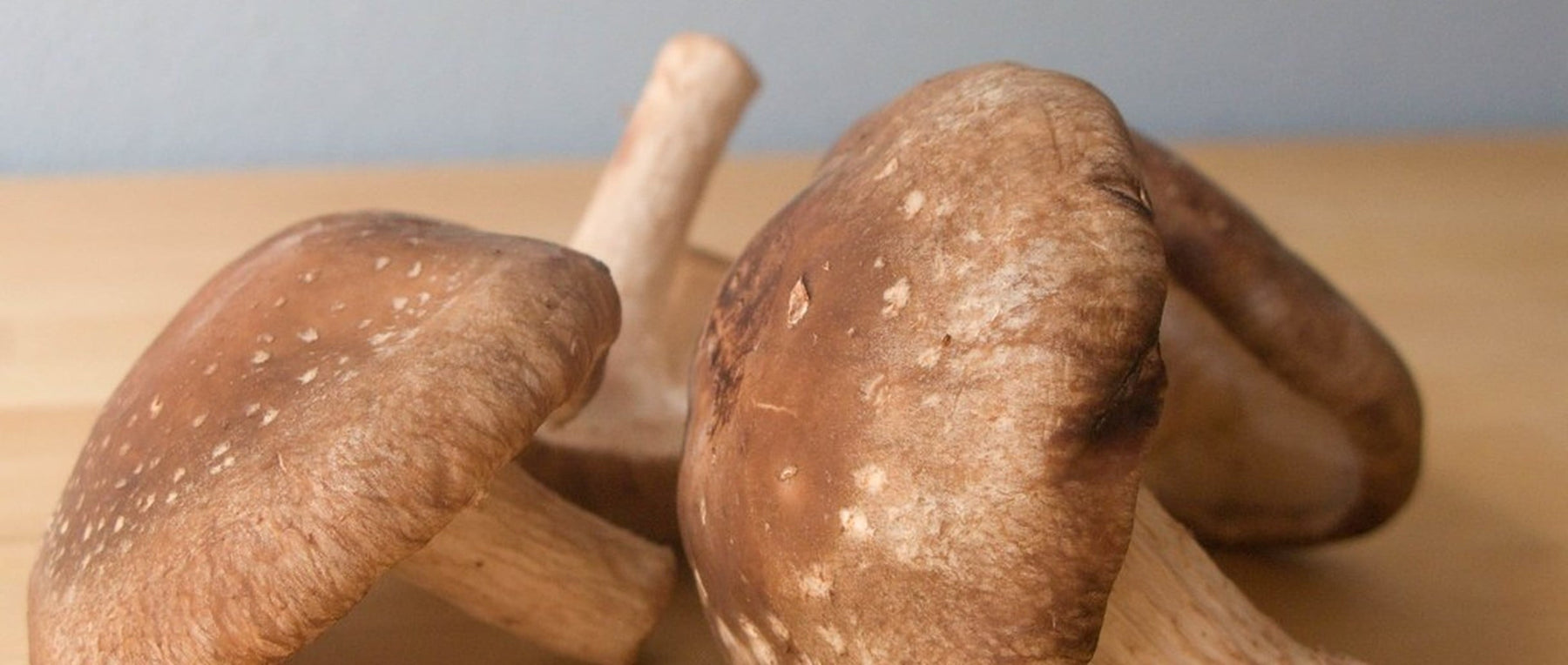 shiitake mushroom