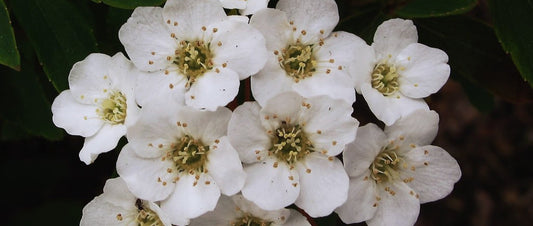 meadowsweet