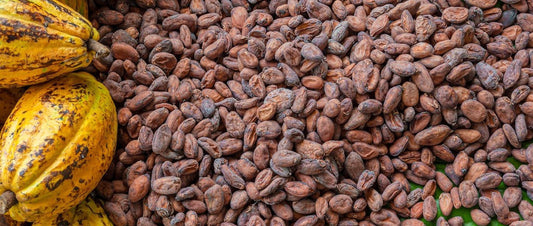cocoa seed butter
