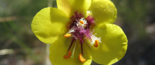 verbascum flower