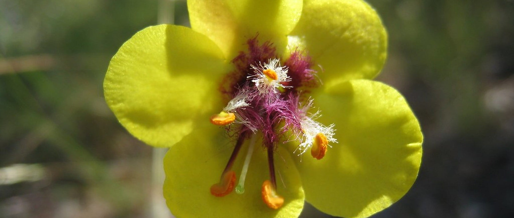 verbascum flower