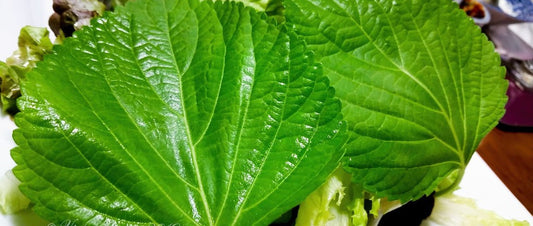 menthol camphor