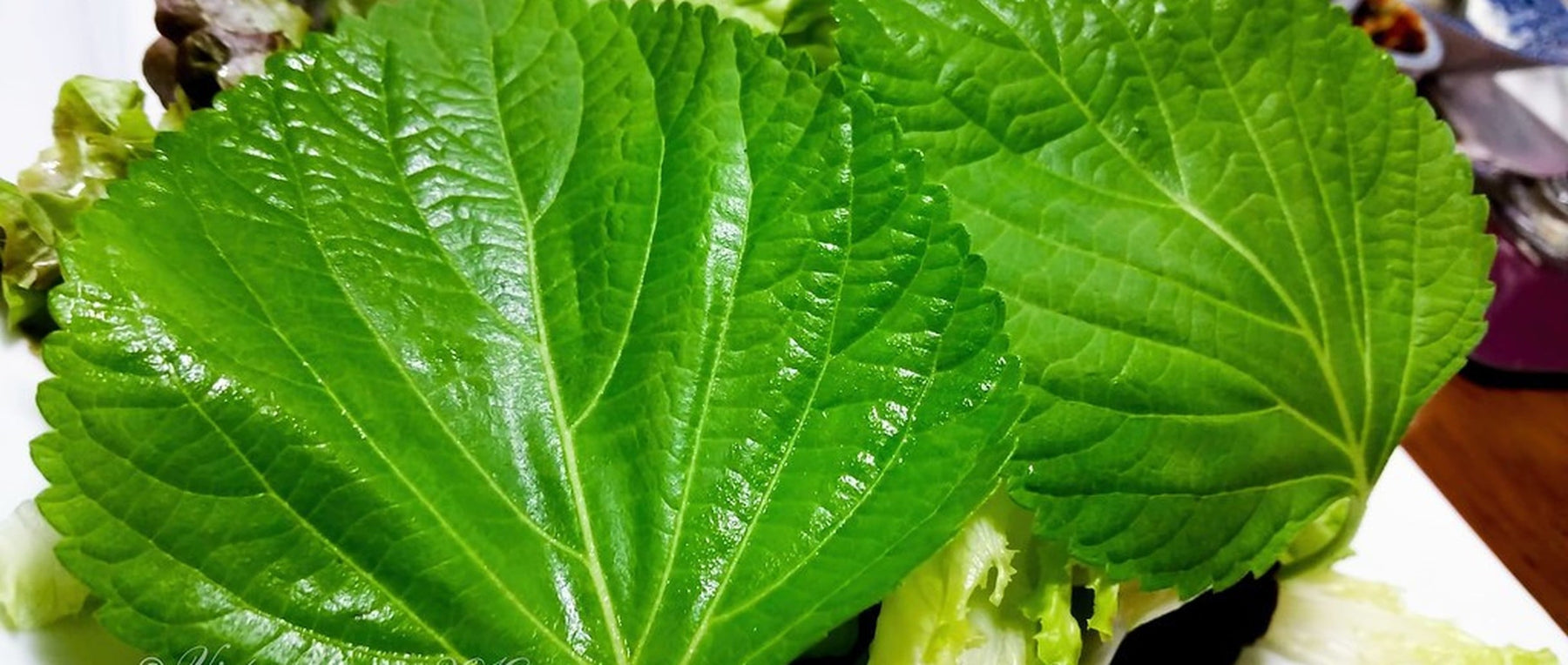 menthol camphor