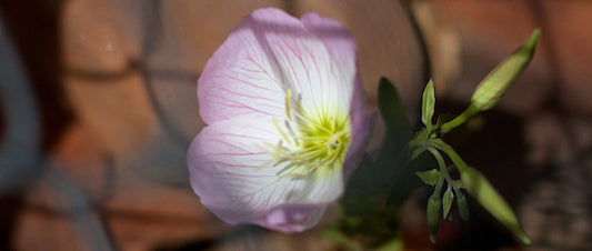 evening primrose blend