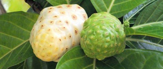 indian mulberry agave