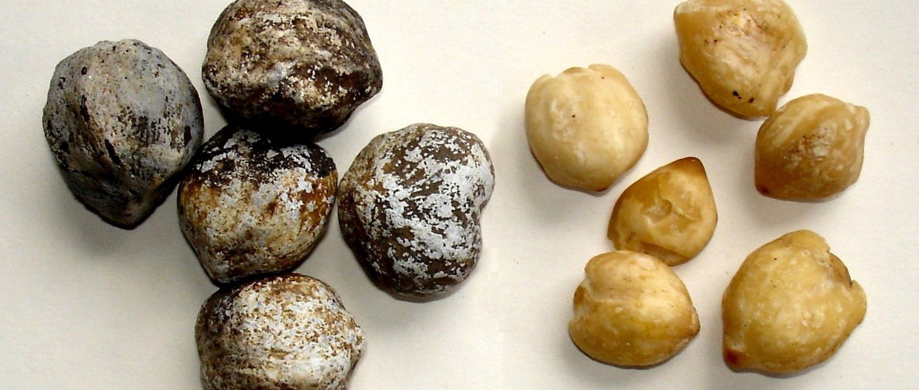 kukui nut