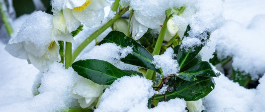rose of winter