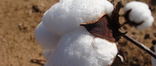 cotton seed protein