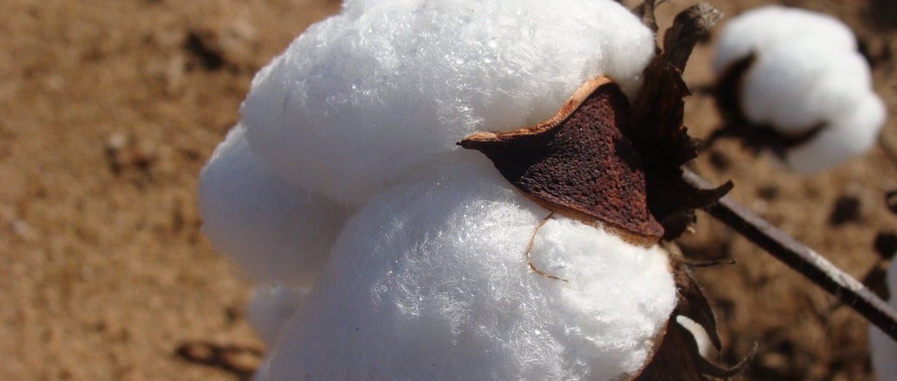 cotton seed protein